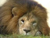 lion-animal-king-jungle-mane-zoo-628113.jpg