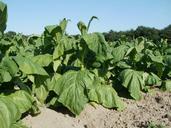 fields-tobacco-leaf-agriculture-837662.jpg