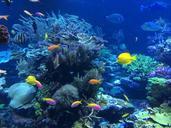 underwater-fish-tropical-ocean-408904.jpg