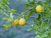 lemons-nature-fruit-agriculture-949841.jpg