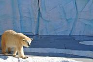 polar-bear-bear-zoo-arctic-216871.jpg