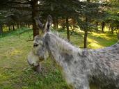 donkey-domestic-donkey-curious-56027.jpg