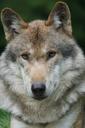 wolf-predator-european-wolf-dormant-1518926.jpg