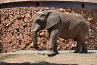 elephant-animal-big-zoo-499490.jpg