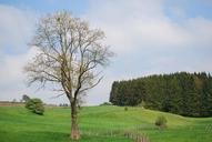 lime-tree-houffalize-coniferous-1193360.jpg