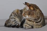 cat-tabby-full-body-cute-pet-1129371.jpg