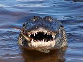 alligator-mississippiensis-close-up-527370.jpg