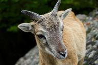 nature-animals-billy-goat-980110.jpg