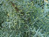 Pollen cones on Cupressus glabra.jpg