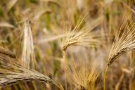 wheat-field-wheat-field-wheat-spike-105288.jpg