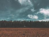 meadow-field-forest-farmland-grain-871890.jpg