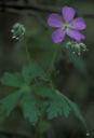 Purple petals and green leaves of a wild geranium flower geranium maculatum.jpg