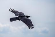 bird-raven-flight-sky-1630795.jpg