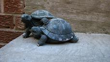 turtles-figures-ornament-decoration-257470.jpg