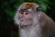 makake-macaque-monkey-borneo-212824.jpg