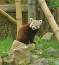 red-panda-red-panda-animal-world-777200.jpg