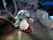 iguana-animal-zoo-wildlife-nature-326065.jpg