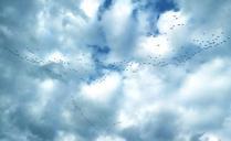 geese-sky-flock-flight-flying-505417.jpg