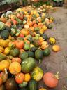 pumpkin-september-autumn-harvest-454291.jpg