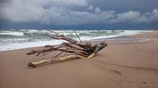 forward-beach-driftwood-682579.jpg