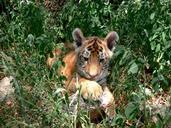 tiger-cub-grass-hiding-undergrowth-165074.jpg