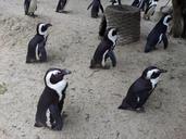 penguins-zoo-m%C3%BCnster-allwetterzoo-968614.jpg