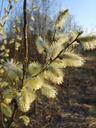 willow-flower-spring-yellow-nature-1480158.jpg