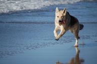 dog-hybrid-sled-dog-beach-fun-648658.jpg