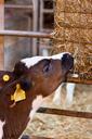 agriculture-animal-calf-cattle-cow-71679.jpg