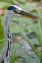 heron-bird-babu-beak-850998.jpg