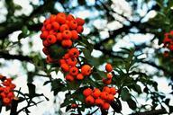 orange-berries-berries-orange-332630.jpg