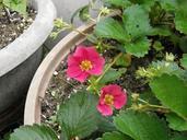 strawberry-flower-459223.jpg