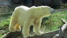 polar-bear-predator-bear-enclosure-562426.jpg