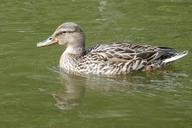 mallard-female-water-1350386.jpg