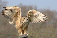 snowy-owl-wildlife-bird-nature-981653.jpg