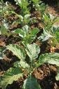 agriculture-cabbage-culture-garden-87760.jpg