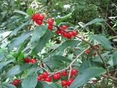 plant-shrubs-daphne-179980.jpg