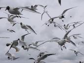 seagulls-birds-seagull-wings-beach-997732.jpg