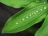 wet-leaf-droplets-drops-surface-1456983.jpg