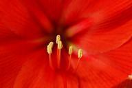 pistil-pollen-anther-flower-252620.jpg