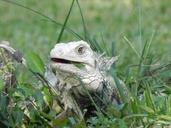 iguana-animal-reptile-332293.jpg