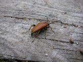 beetle-longhorn-female-bug-insect-546687.jpg