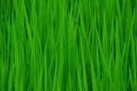 green-in-rice-field-clean-483304.jpg