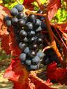 grapes-black-provence-vine-1041559.jpg