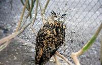 owl-barn-wild-bird-wildlife-beak-89003.jpg