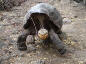 galapagos-tortoise-ecuador-wildlife-1219971.jpg