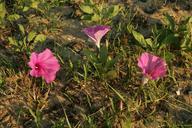 Marsh flowers.jpg