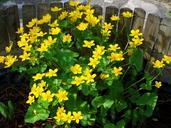 marsh-marigold-yellow-flower-spring-1003661.jpg