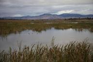 Swamp scenic landscape and waterfowl.jpg