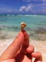 hermit-crab-the-sea-coral-reef-395144.jpg